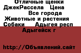 Отличные щенки ДжекРассела › Цена ­ 50 000 - Все города Животные и растения » Собаки   . Адыгея респ.,Адыгейск г.